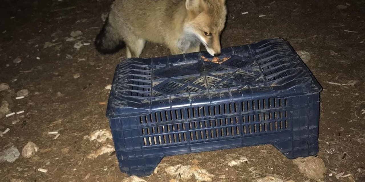 Tilkiyi Fıstıkla Beslediler