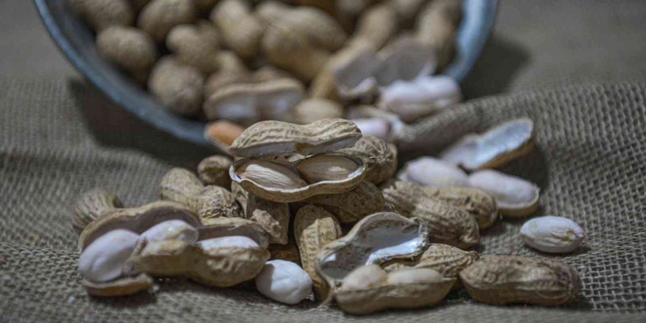 Kayseri’de Bir İlk: Yer Fıstığı Üretildi