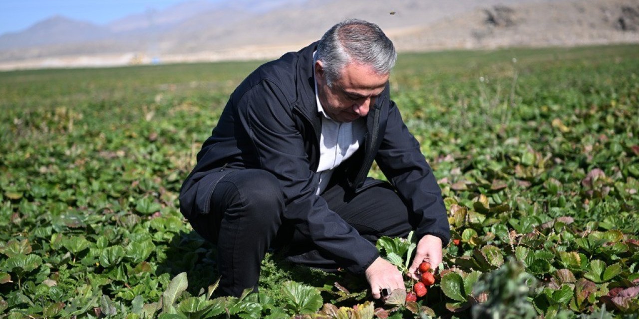 Çilekte Marka Şehir Kayseri