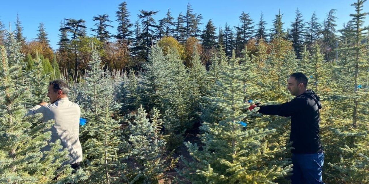 Büyükşehir, Topladığı 1 Ton Tohumu Yeniden Toprakla Buluşturdu