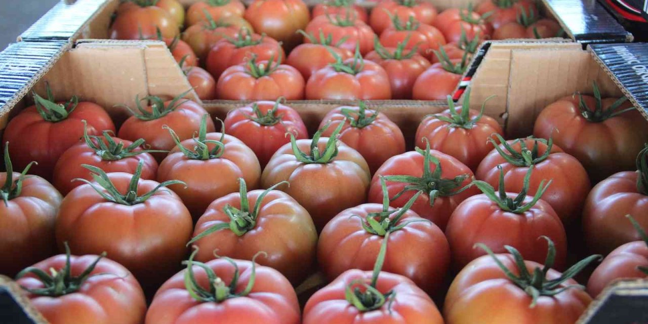 Antalya’da Kış Dönemi Örtü Altı Hasadı Başladı, 15 Kasım’dan İtibaren Ürün Bollaşacak