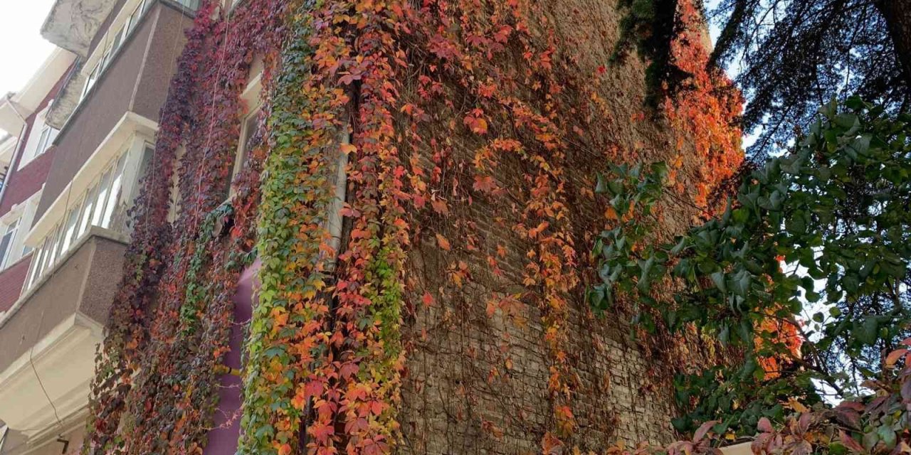 Eskişehirde Rengarenk Sarmaşıklar Adeta Duvarları Boyuyor
