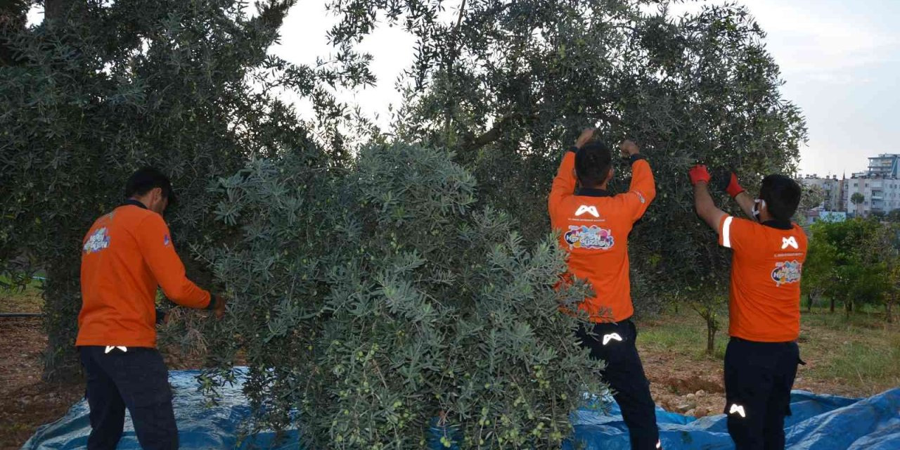 Vatandaşın Zeytini Sofrasına Geliyor