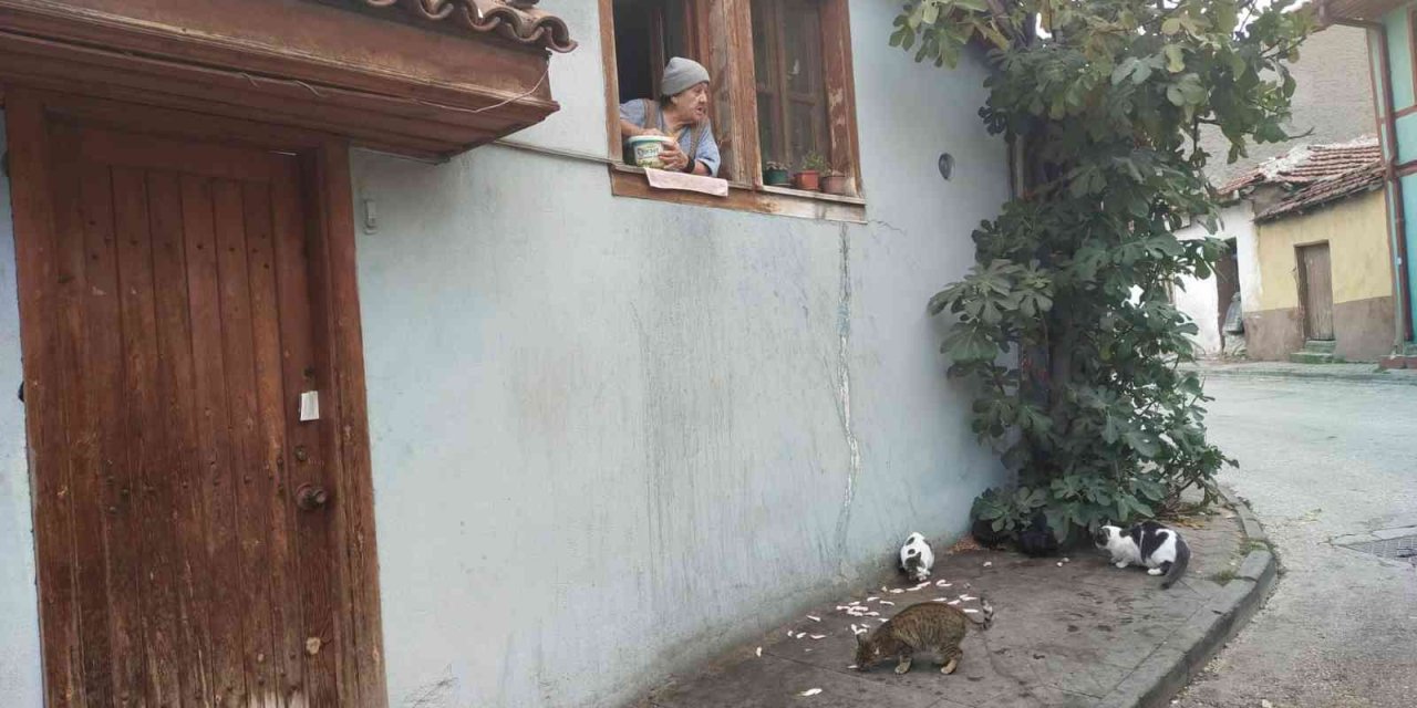 Evinin Camından Onlarca Kediyi Besliyor