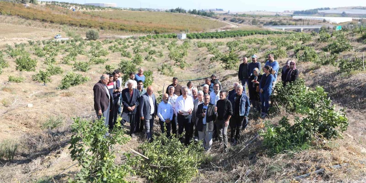 Mersin’de Limon Ağaçlarının Kesilmesi Tepki Çekti