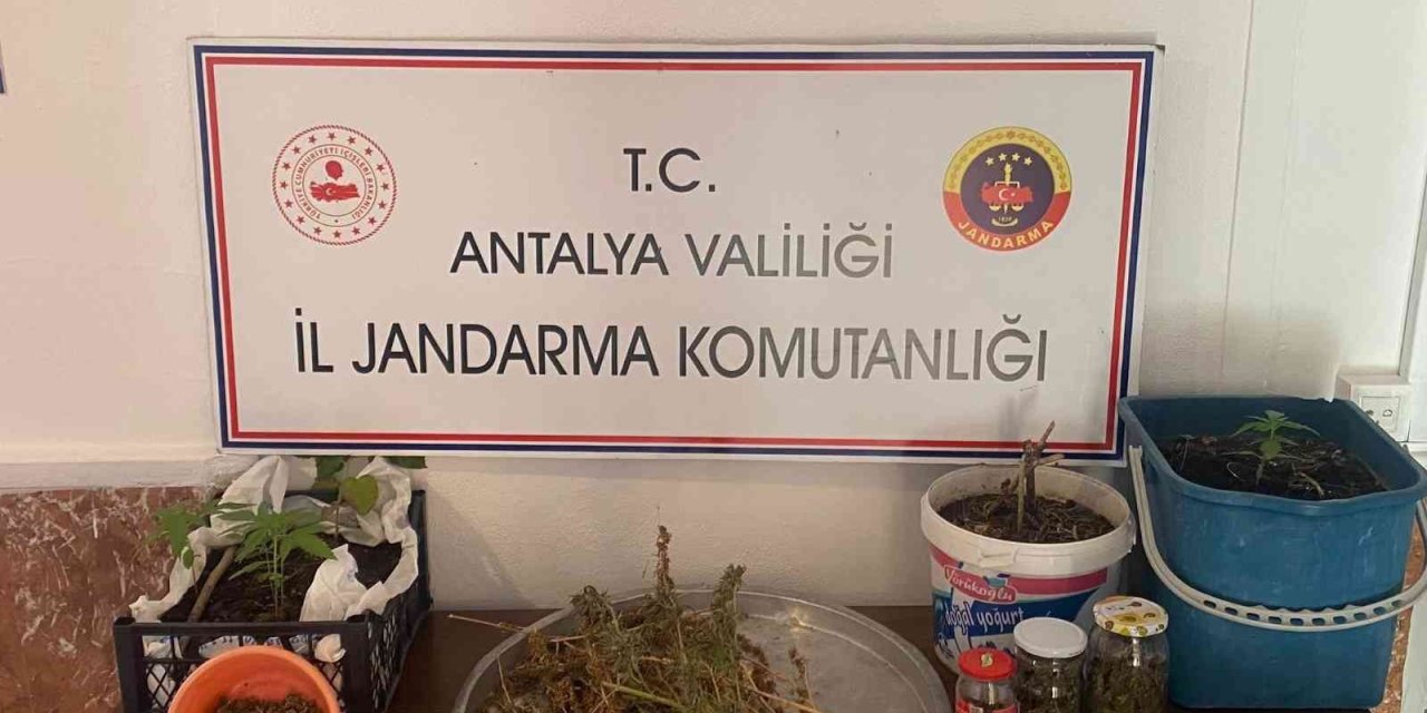Jandarmadan Yasadışı Kenevir Ekimine Operasyon