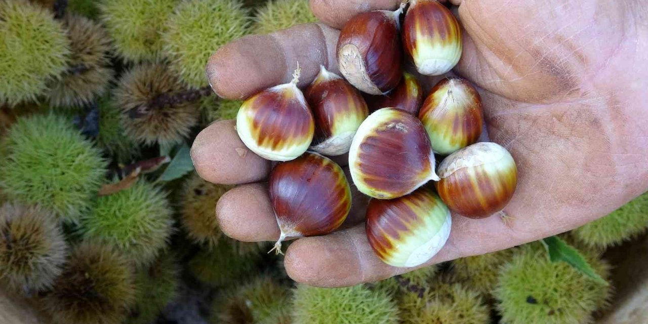 Kuraklığa Dayanıklı Kestane Alternatif Oldu, Geliriyle Yüz Güldürüyor