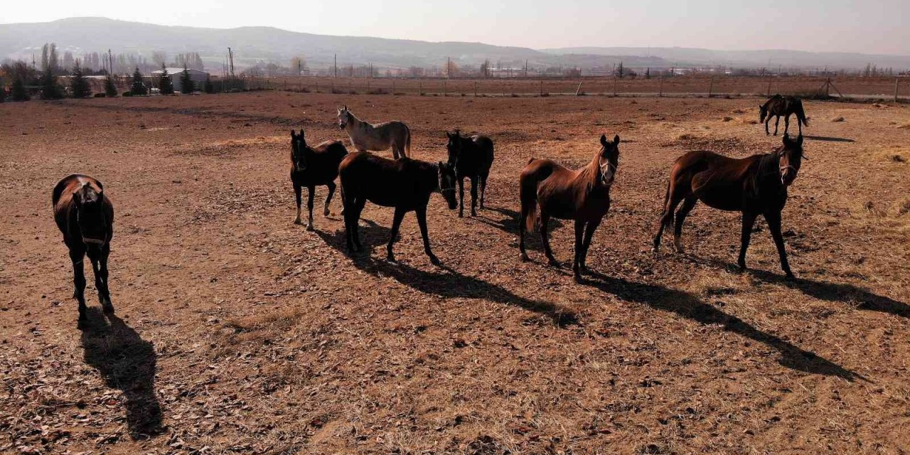 Soğuk Havalarda Milyonluk Atlara Böyle Bakıyorlar