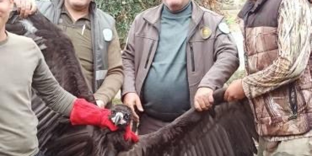 Avrupa’dan Türkiye’ye Göç Eden Kara Akbaba GPS Sayesinde Antalya’da Yakalandı