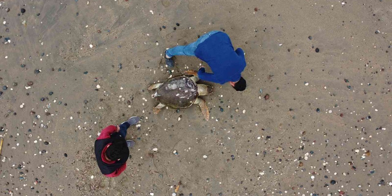 Mersin’de Ölü Caretta Caretta Sahile Vurdu