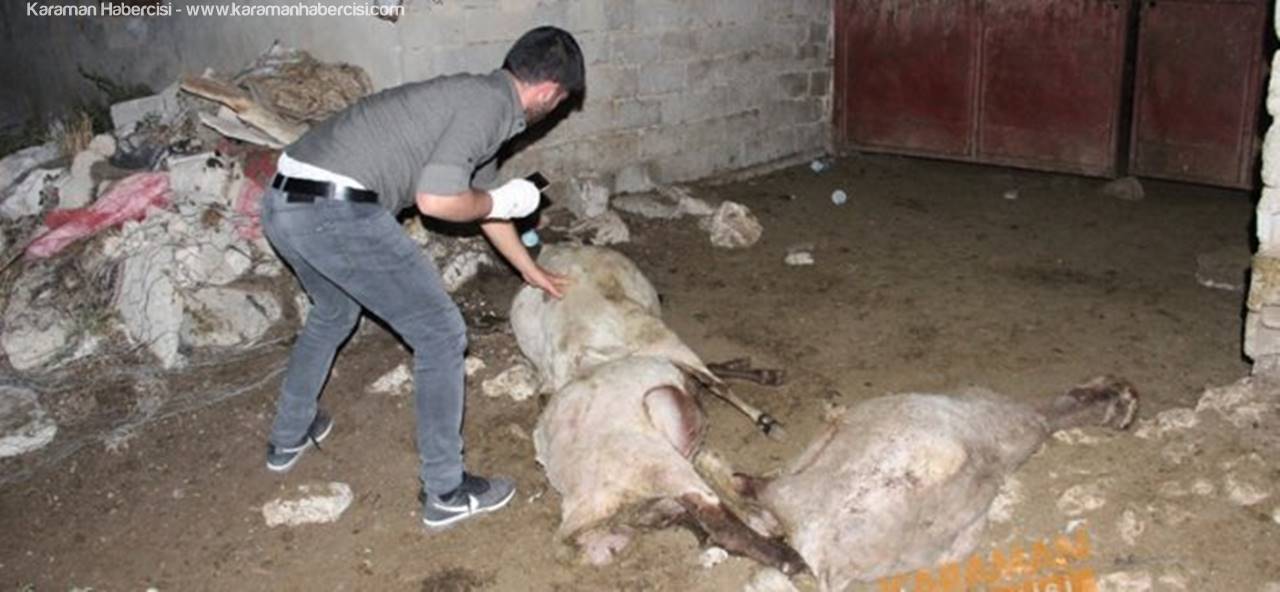 Karaman'da Sokak Köpekleri Dehşet Saçtı