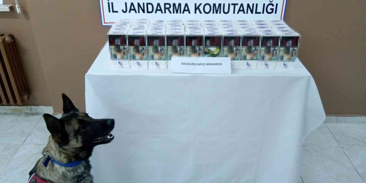 Jandarmanın Gözbebeği ‘zarif’ Kaçakçılara Göz Açtırmadı