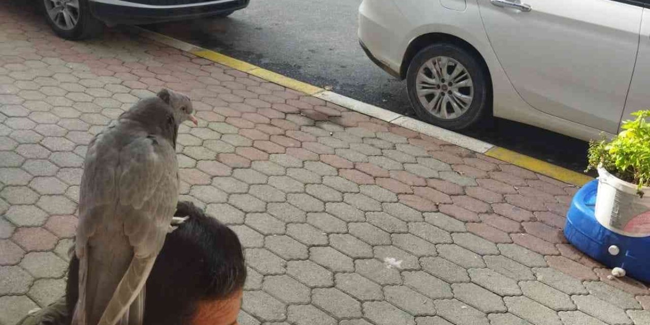 Çay İçerken Başına Konan Kumruyla Şaşkına Döndü