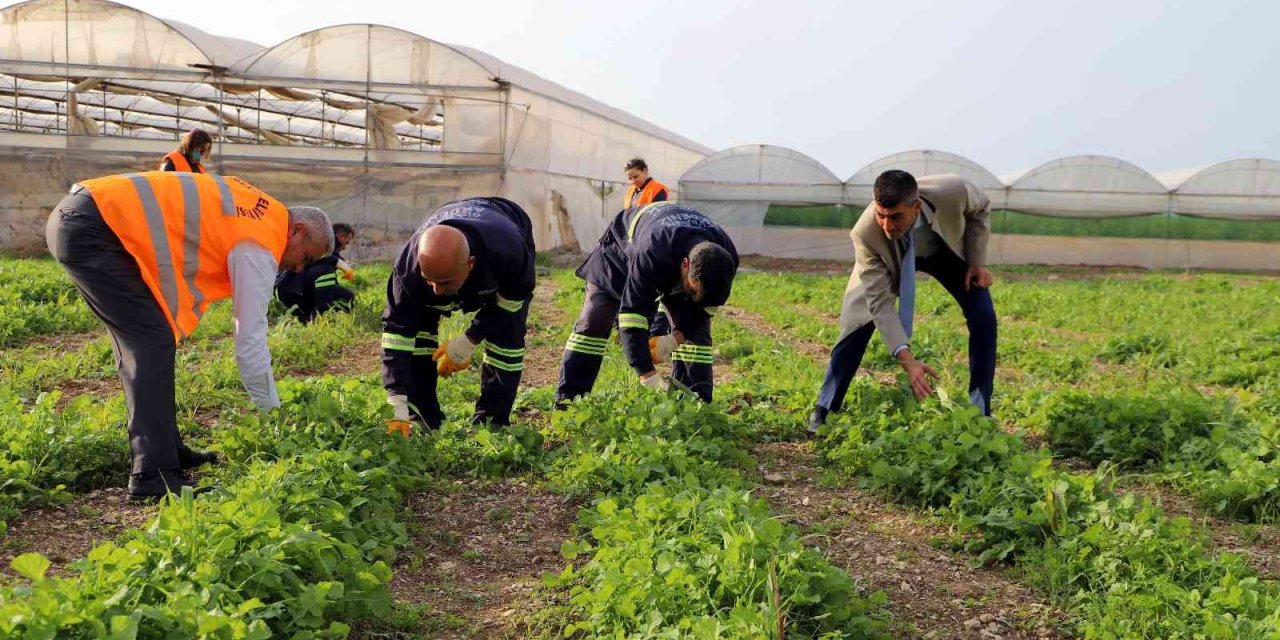 Akdeniz’de Toprakla Buluşturulan Maralfalfa Bitkisi Çelikleri Yeşerdi