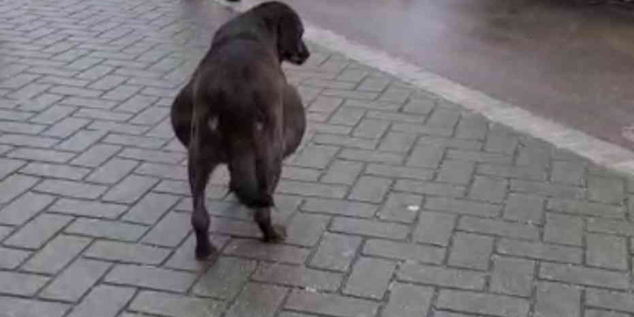 Hamile Sanılan Köpeğin Karnından Ödem Çıktı