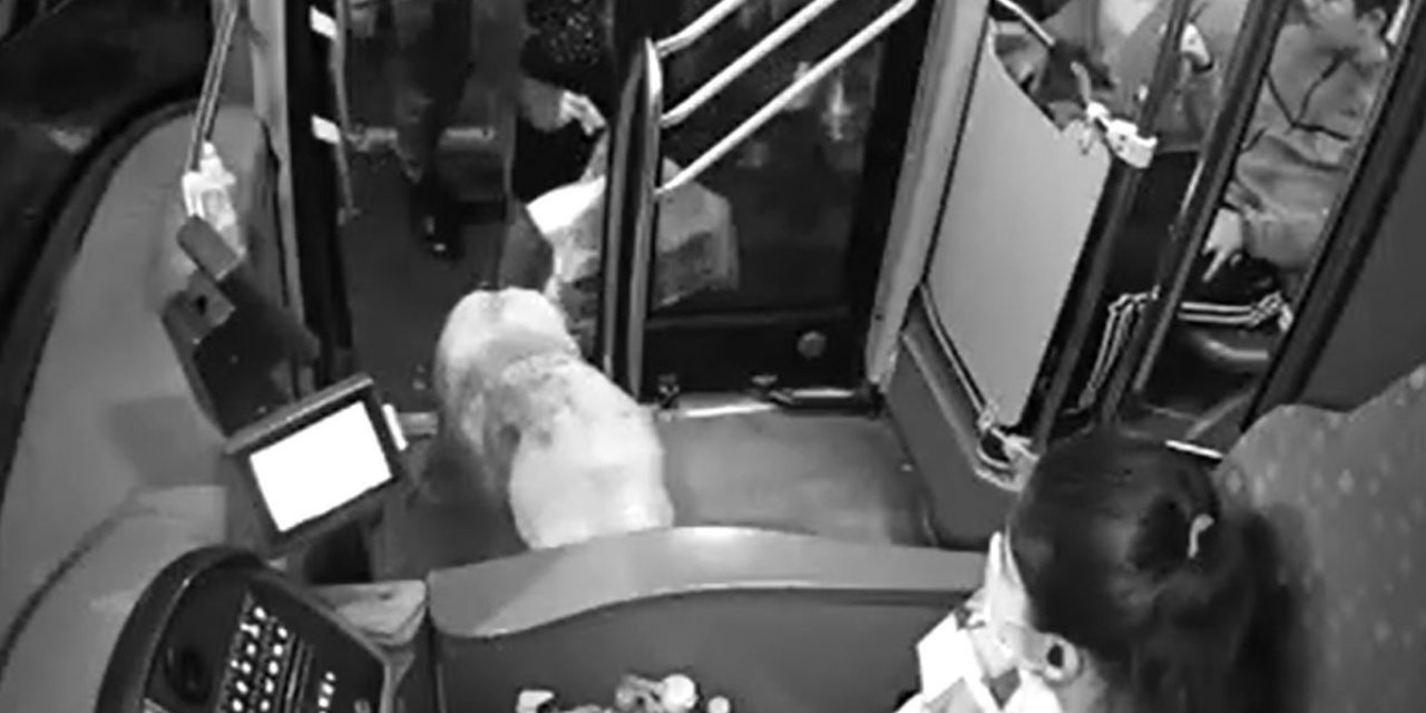 Yağmurdan Kaçarak Halk Otobüsüne Sığınan Köpek Yolcularla Seyahat Etti