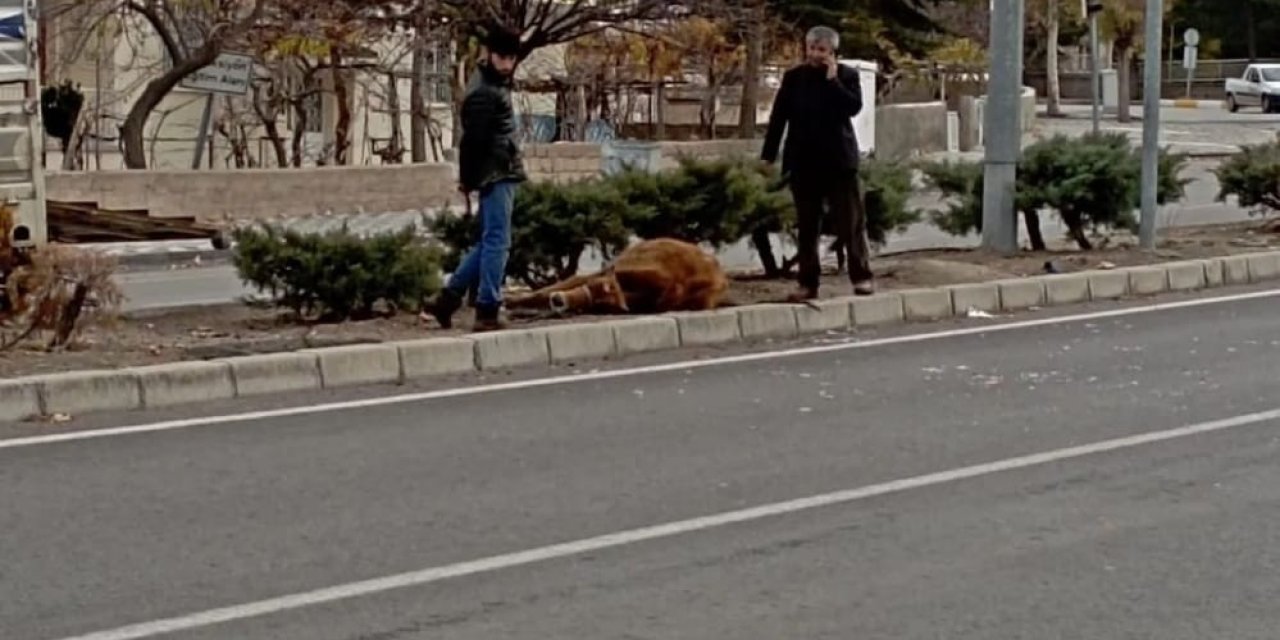 Sahibinin Elinden Kaçan Büyükbaş Hayvana Otomobil Çarptı