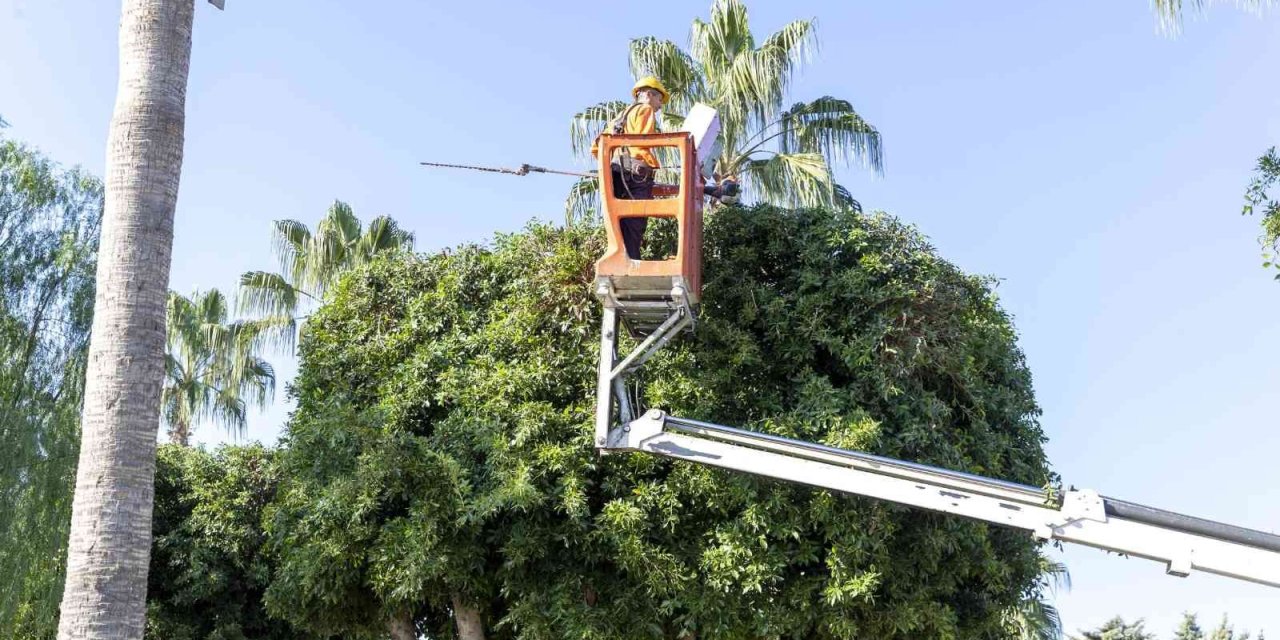 Mersin’de Ağaçlara Kış Bakımı