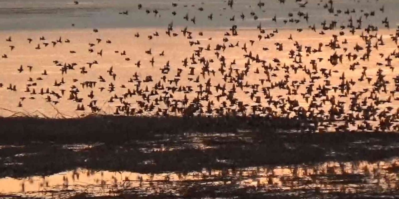 Beyşehir Gölü’nde Gün Batımında Sığırcıklardan Gökyüzünde Görsel Şölen