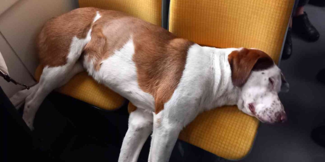 Tramvay Koltuğunda Uyuyan Sevimli Köpek