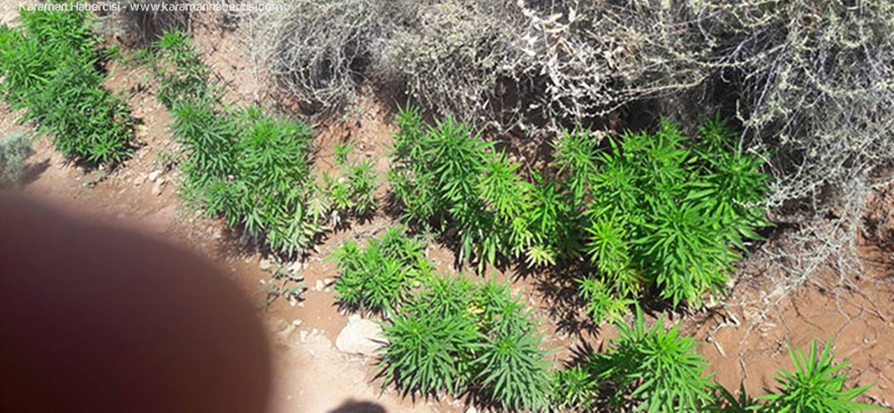 Müstakil Evin Bahçesinde Ekili Hint Keneviri Ele Geçirildi