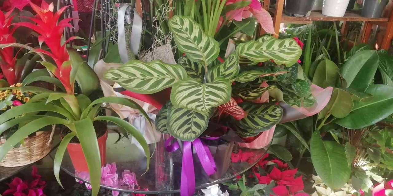 Kışın Çiçek Bakımına Dikkat