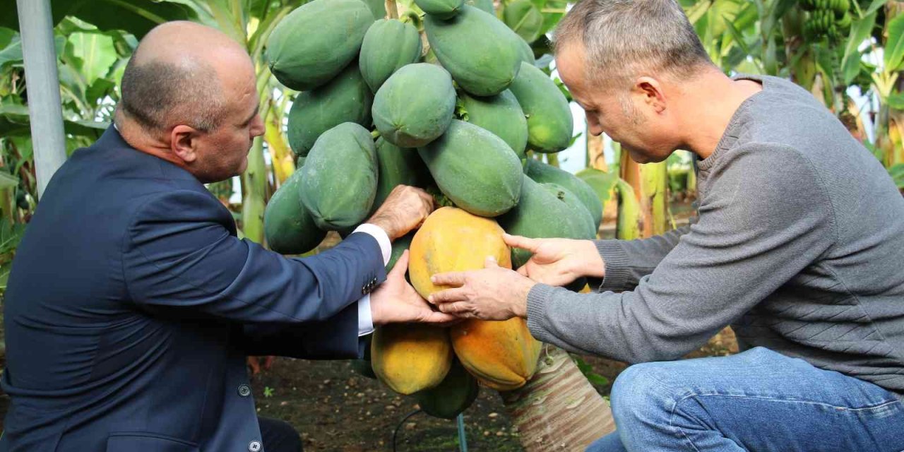Mersin'de Örtü Altında Papaya Üretimi Denendi, Bir Fidan 60 Kilo Ürün Verdi