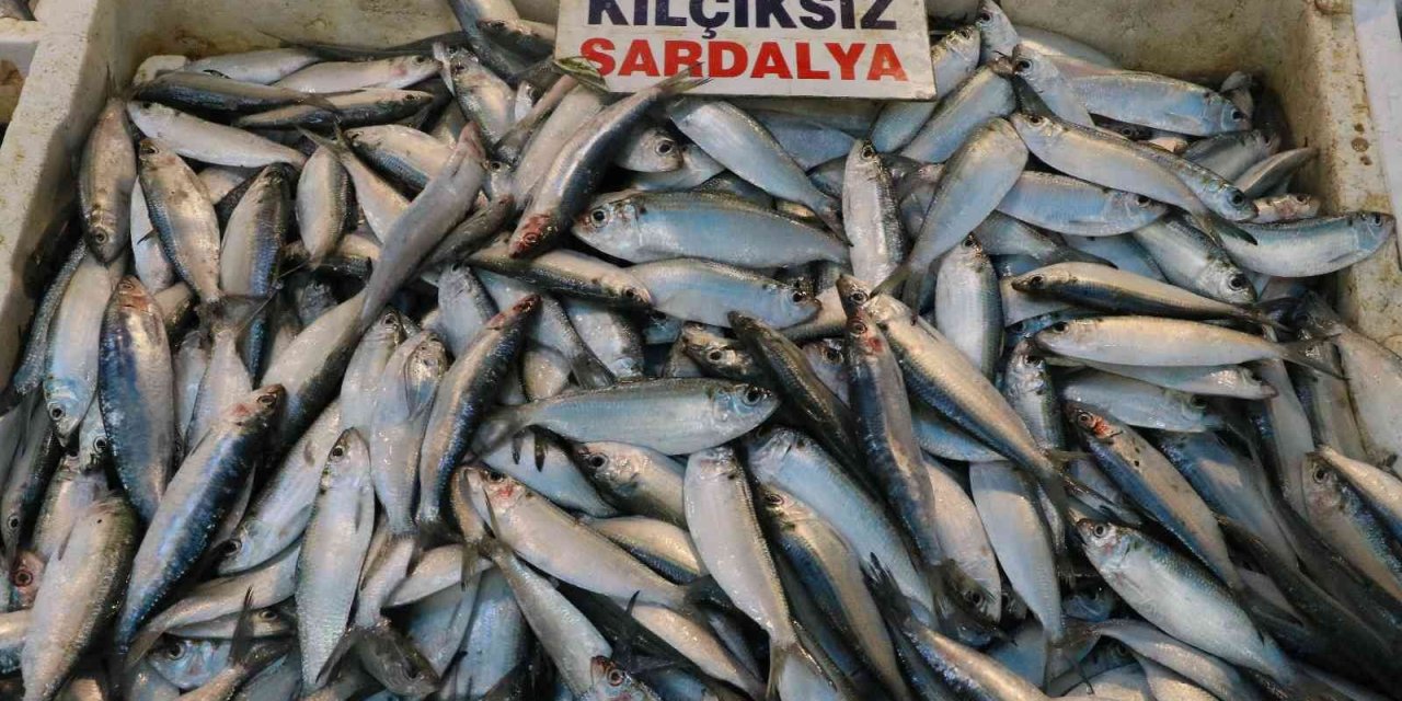Akdeniz’de Sardalya Bereketi
