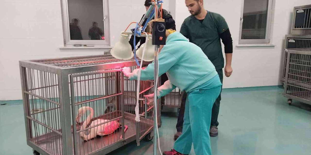 Konya’da Göl Kıyısında Yaralı Bulunan Flamingo Koruma Altına Alındı