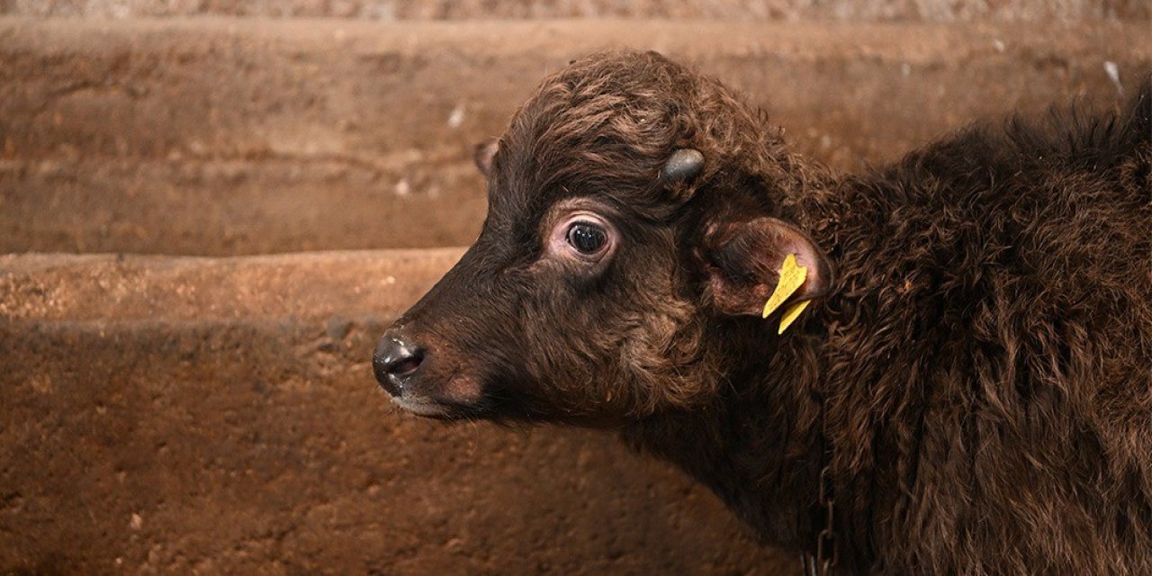 Bu Malak Diğerlerinden Çok Farklı