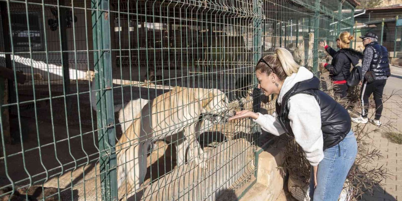 Şahutoğlu: "mersinli Hayvanseverlerin İçi Rahat Olsun"