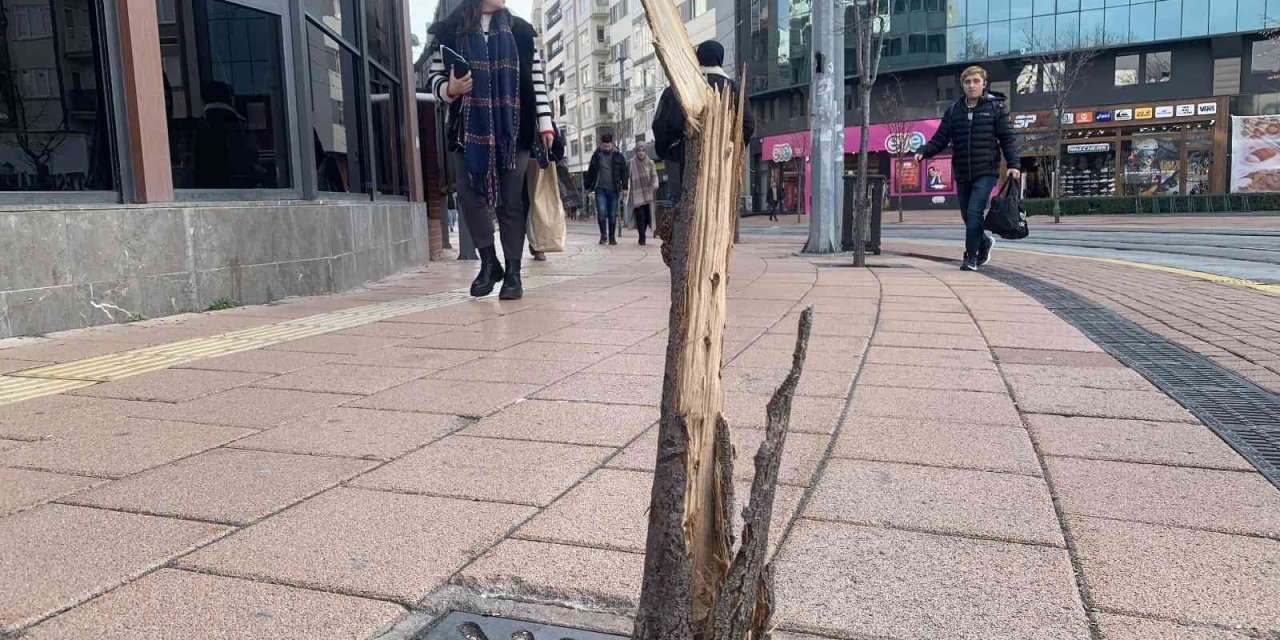 Bu Ağacın Suçu Ne?