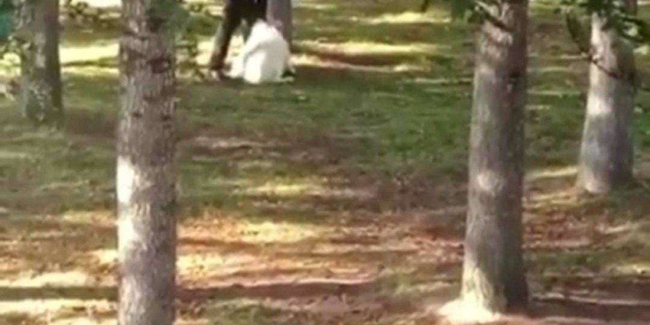 Köpeği Kemerle Döven Şahıs Yakalandı