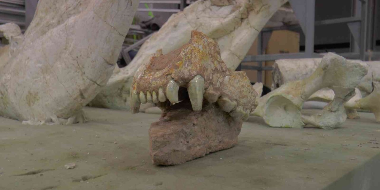 Kayseri’de 7,5 Milyon Yıllık Aslan Kafatası Bulundu