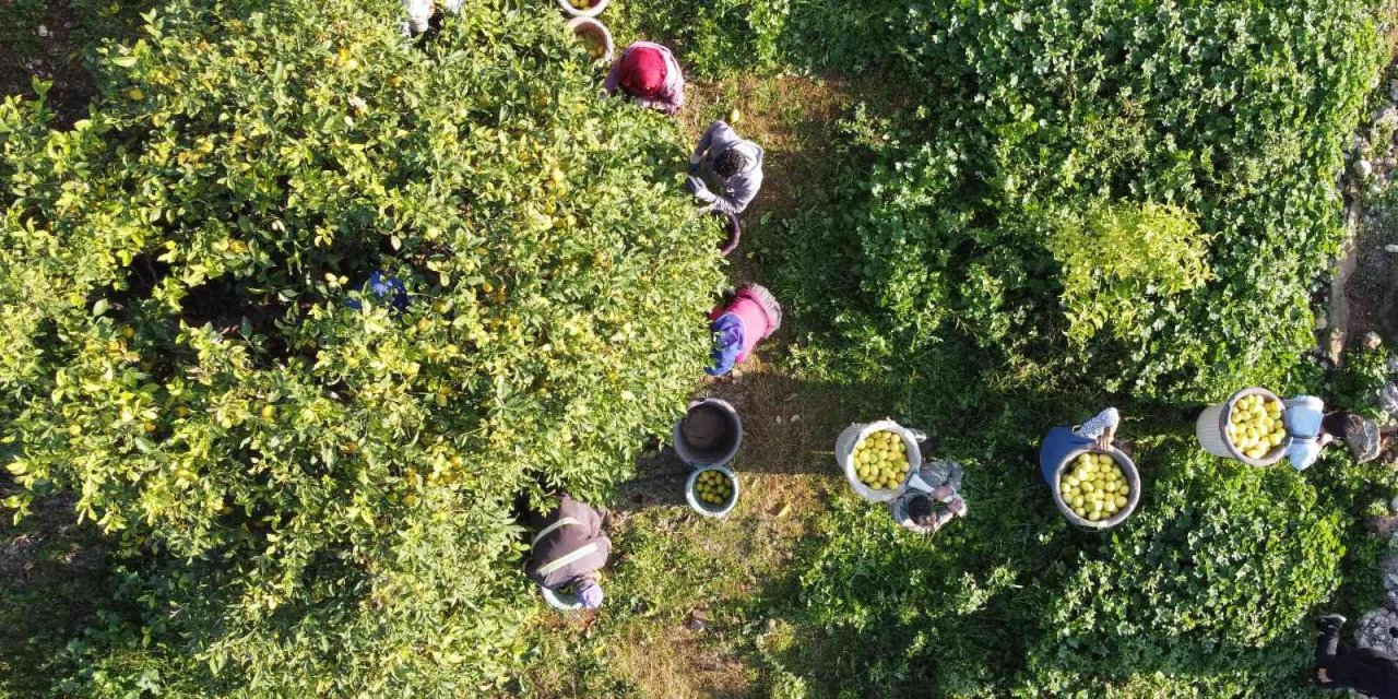 Limonun Başkentinde ’yoğun Hasat’ Dönemi: Vali Makası Eline Aldı, Kestiği Limonları Küfeyle Taşıdı
