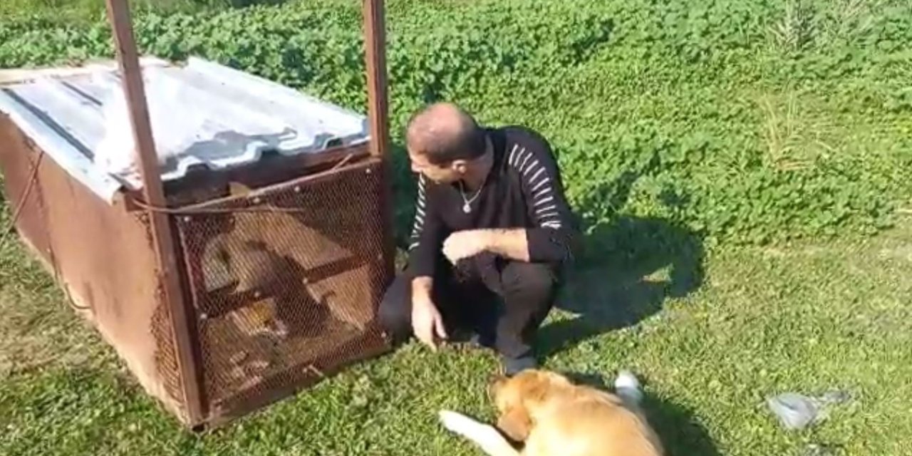 Emekli Polisin Kapanla Yakaladığı Tilki Doğaya Salındı