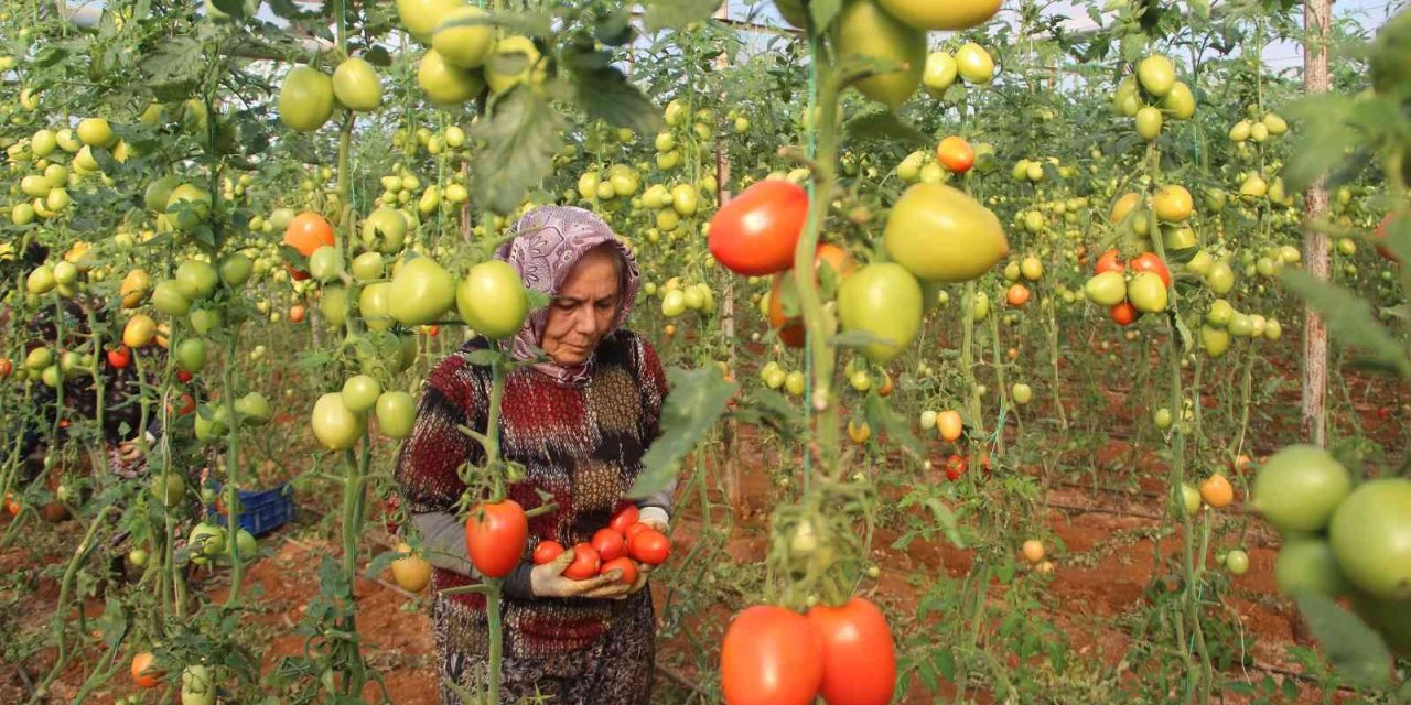 Üreticiden Büyükşehirlerdeki Domates Fiyatına Tepki