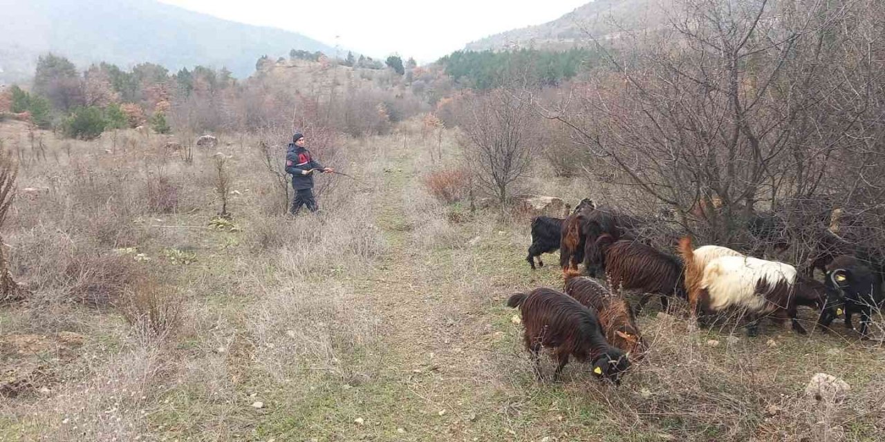 Kaybolan 70 Küçükbaş Hayvan Jandarma Ekiplerince Bulundu