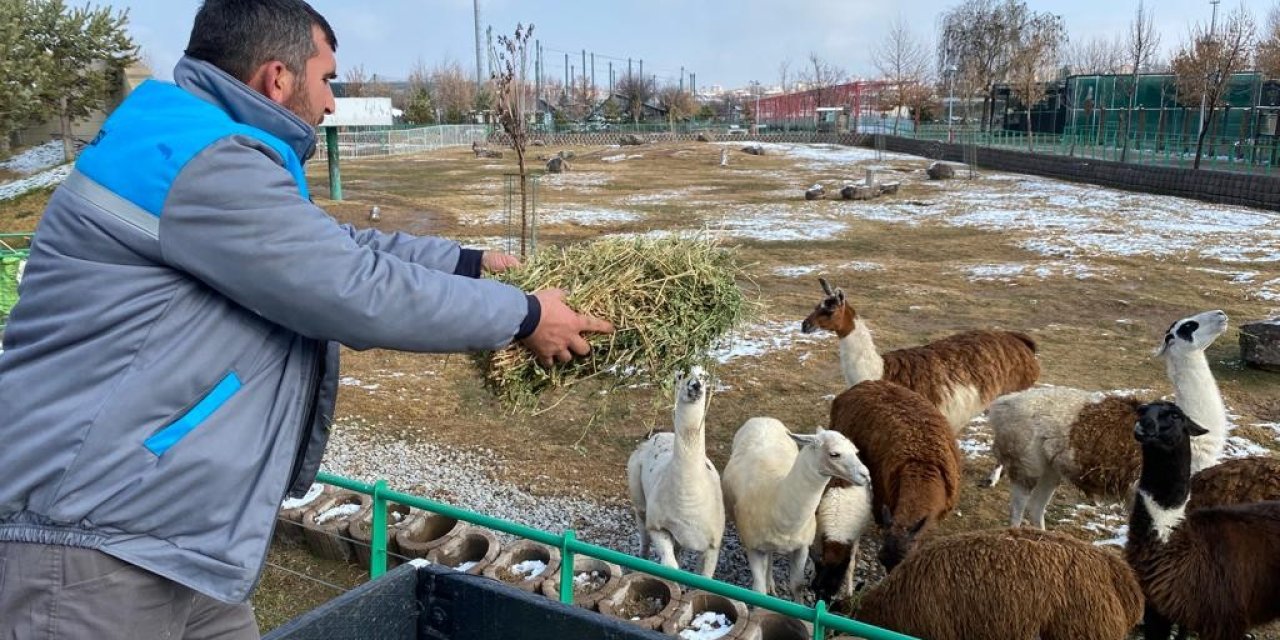 Hayvanlara Zorlu Kış Şartları Hissettirilmiyor