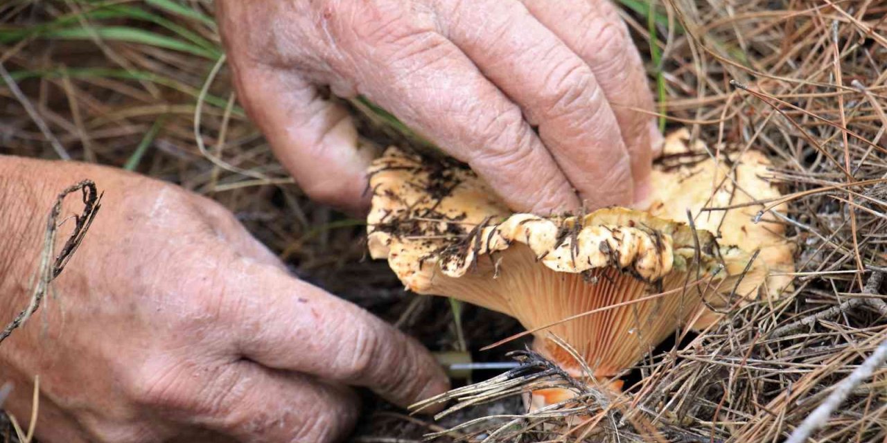 Mersin'de Ormanın Bereketi "Kanlıca Mantarı"