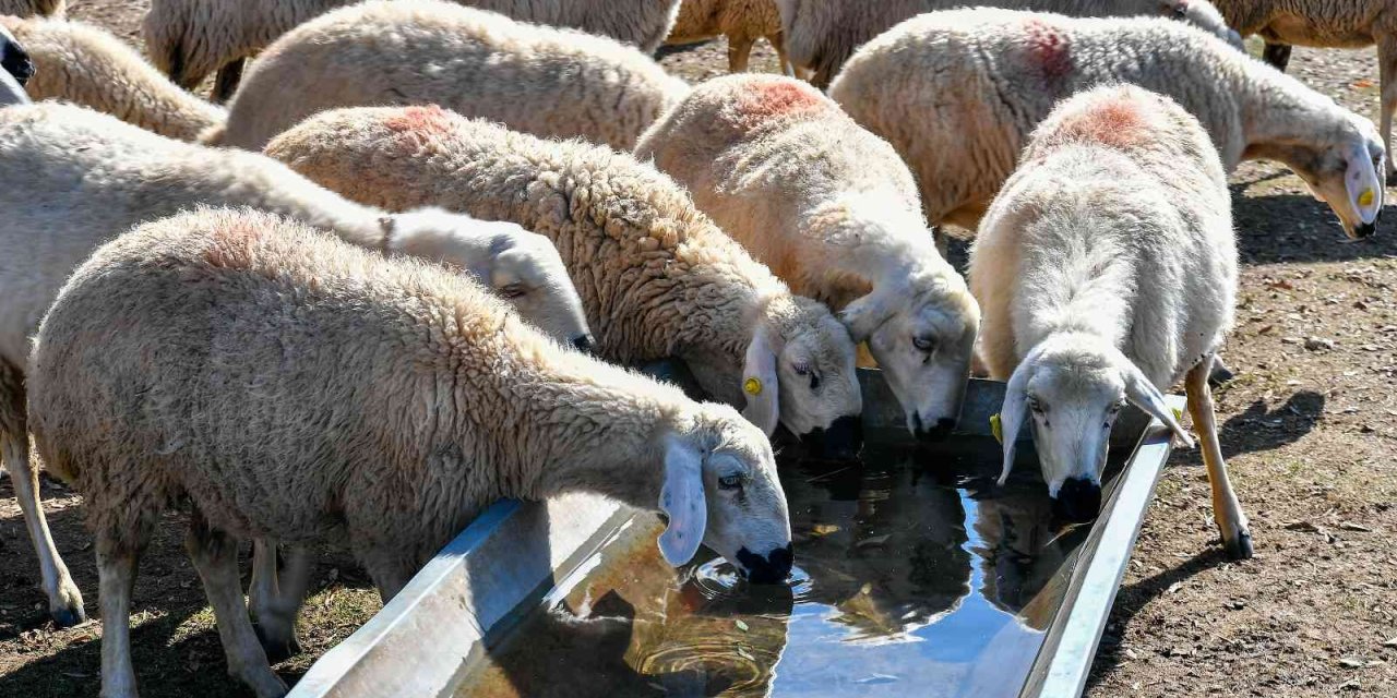 Büyükkılıç: “9 Bin Üreticinin Su Faturasının Yarısını Büyükşehir Ödedi”