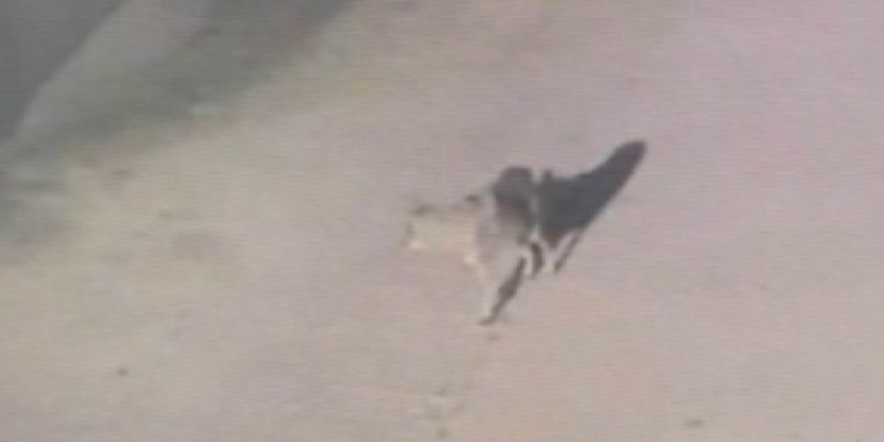 Konya'da Aç Kalan Kurt İlçeye İndi