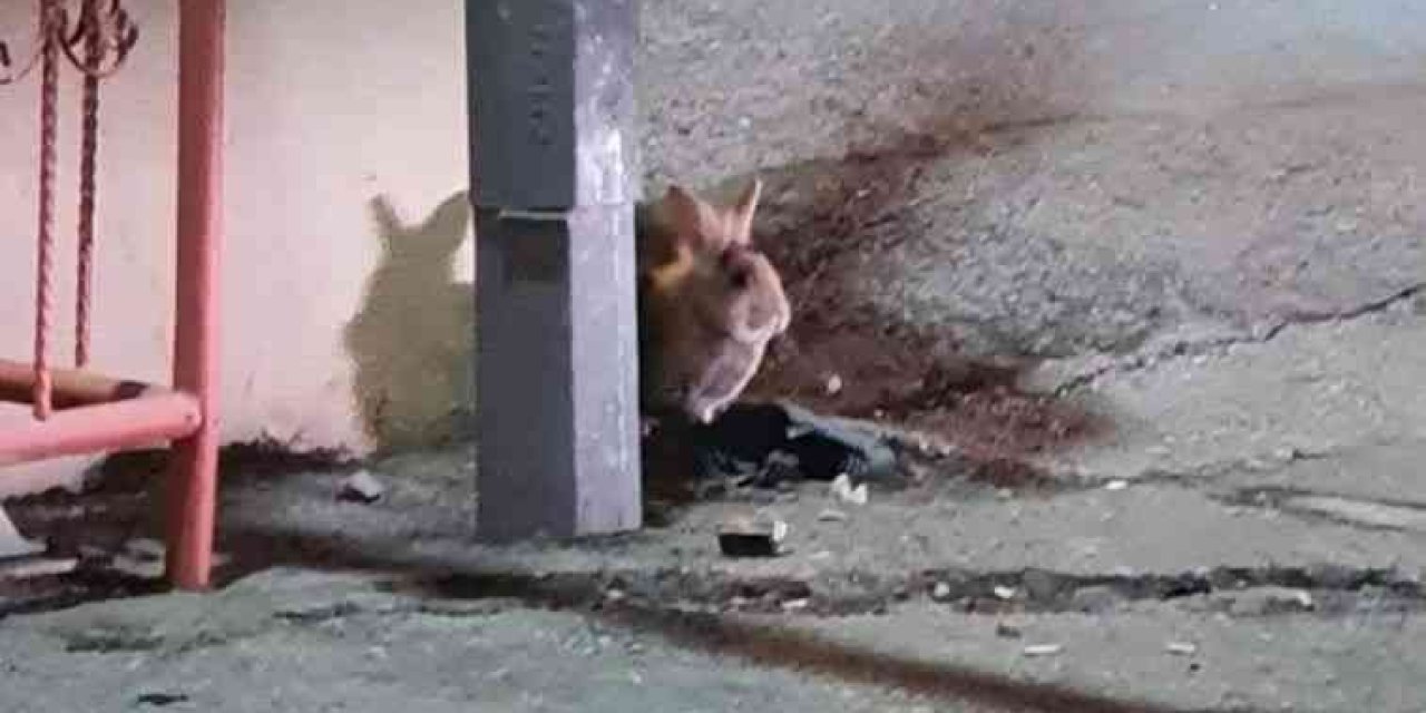 Eskişehir’de Kent Merkezinde Görülen Tavşan Şaşırttı