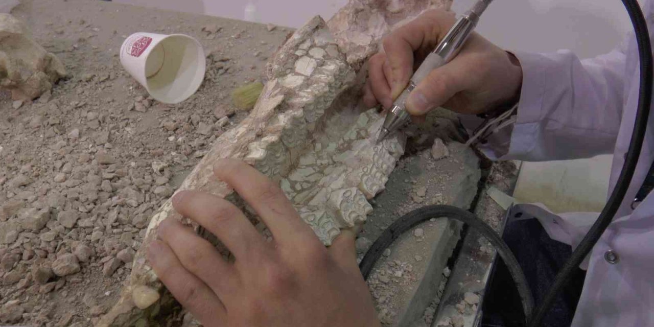 7,5 Milyon Yıllık Fosilleri Ayaklandırıyorlar