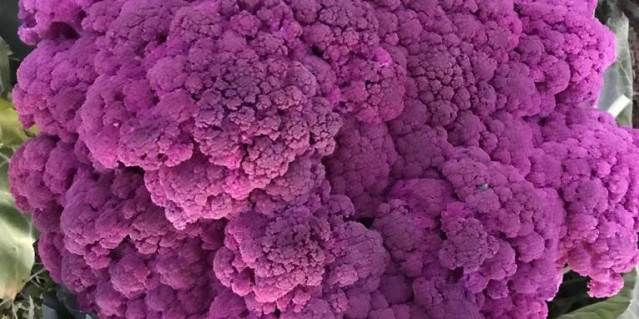 Tamircinin Yetiştirdiği Renkli Karnıbaharalara Talep Yoğun