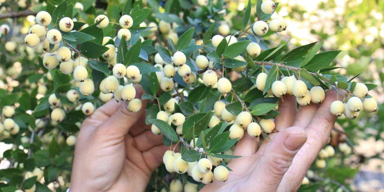 Tam Bir Şifa Deposu: Bir Ağacı 200 Kiloya Kadar Ürün Veriyor