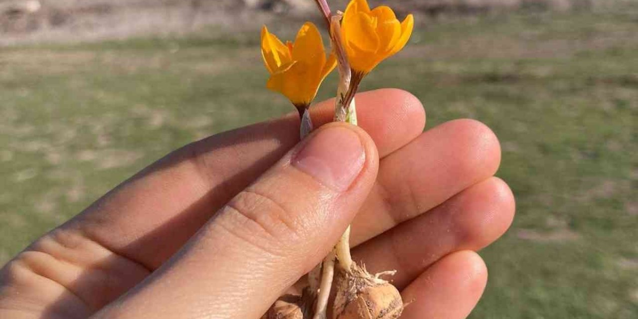 Çiğdem Kış Ortasında Çiçek Açtı