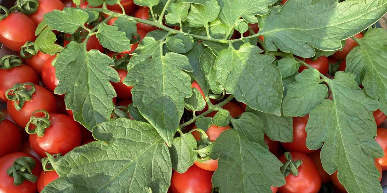 Aralık Ayında Domates Üretimindeki Düşüş Fiyatlara Artış Olarak Yansıdı