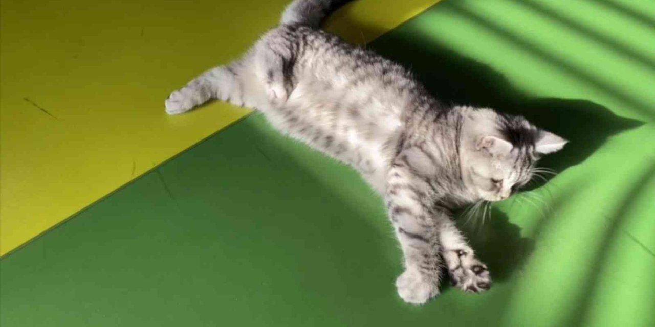 Büyükşehir’in Engelsiz Yaşam Merkezi’nin Yeni Üyesi ‘şeker’