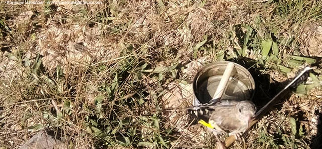 Yasa Dışı Kuş Avcılığına Suçüstü